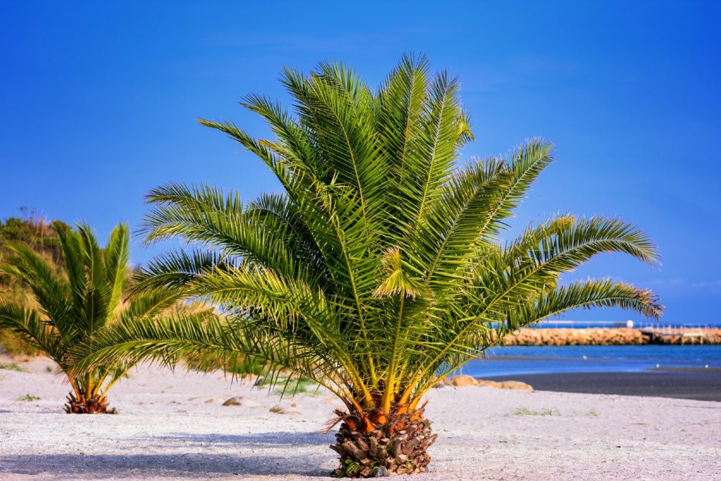 Palmbomen zomervakantie Denemarken