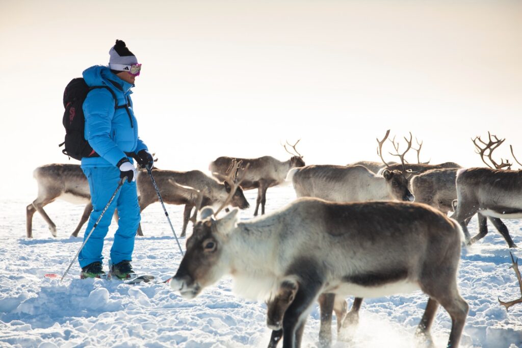 Rendieren-Lapland-excursies-Elina-Sirparanta
